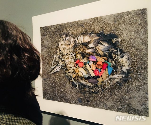 【서울=뉴시스】 박현주 미술전문기자 = 크리스 조던이 미드웨이 섬에 8년여간 머물며 찍은 알바트로스의 참혹한 죽음을 전하는 사진. 알바트로스 뱃속에 드러난 플라스틱을 통해 환경 오염 공포와 슬픔의 메시지를 전한다. 