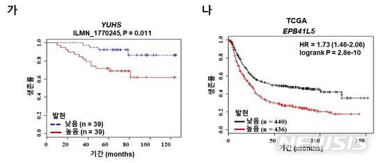 【서울=뉴시스】EPB41L5 과발현 시 위암환자의 낮은 생존율. 세브란스병원(YUHS) 위암환자군(가) 및 TCGA(나) 데이터 분석 결과, EPB41L5 발현이 높은 위암 환자군에서 생존율이 낮은 것으로 나타났다. (그림/한국연구재단 제공) photo@newsis.com