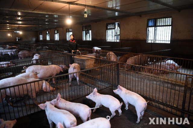 【룽창=신화/뉴시스】'아프리카돼지열병'(ASF)이 중국을 강타한 가운데 지난 3월 22일 중국 충칭 룽창의 돼지 사육장에서 한 여성이 돼지를 검사하고 있다. 2019.05.07.