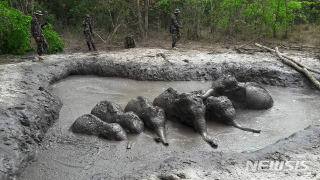【타프란=AP/뉴시스】 태국 북동부 국립공원에서 지난해 9월28일 새끼 코끼리 여섯 마리가 전날부터 진흙 뻘 수렁에 빠져 기진맥진해 있다. 새끼들은 기어나오려다 둑이 미끄러워 다시 뻘 속에 빠졌으며 힘이 파해 포기하고 속수무책으로 서로 기대 앉아있다. 다행히 공원경찰이 발견해 5시간 작업으로 길을 터 구조되었다. 라크혼 라차시마주 국립공원 배포 사진이다. 2020.04.01  