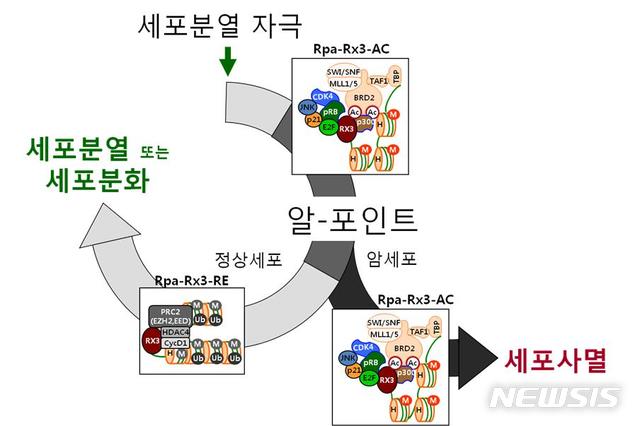 【청주=뉴시스】 인진연 기자 = 충북대학교는 의과대학 배석철 교수 연구팀이 암세포가 자살을 결정하지 않고 생존을 이어가는 핵심 원리를 제시했다고 30일 밝혔다. 2019.04.30 (사진=충북대 제공)photo@newsis.com