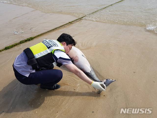 【보령=뉴시스】 보령해양경찰서는 멸종 위기 보호종인 상괭이 사체 1구가 발견했다고 26일 밝혔다.2019.05.26(사진=보령해경 제공) photo@newsis.com