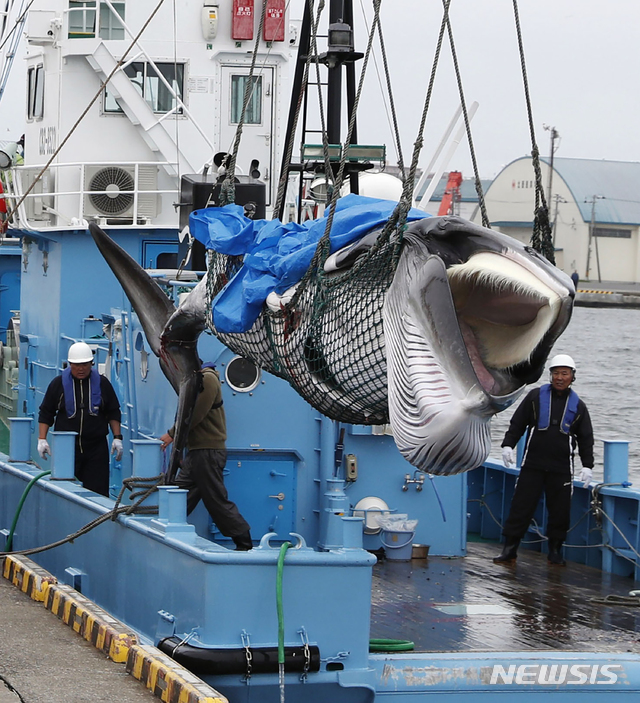 【구시로(홋카이도)=교도·AP/뉴시스】일본 홋카이도(北海道) 구시로(釧路)항구에서 지난 1일 포획된 밍크고래가 포경선에서 하역되고 있다. 일본은 이날 31년 만에 상업 포경을 재개했다. 2019.07.02.