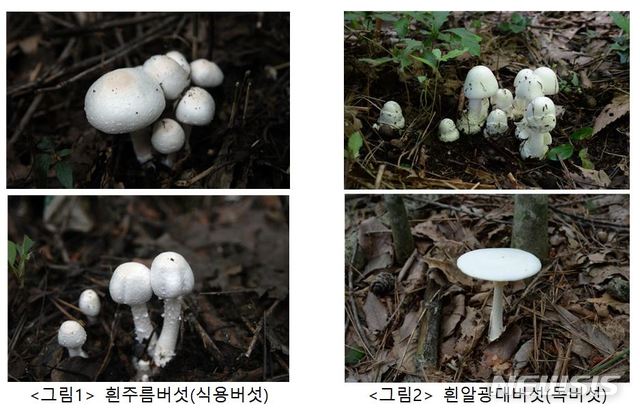 【서울=뉴시스】헷갈리기 쉬운 식용버섯과 독버섯. [사진=농촌진흥청 제공]