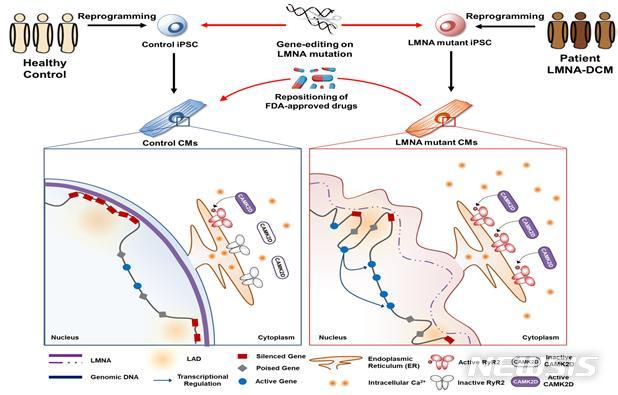 【서울=뉴시스】일반인으로부터 생성된 역분화줄기세포 유래 심근세포(control CMs)는 정상적인 핵막 구조를 가지고 있으며 유전자의 발현이 정교하게 조절된다. 특히 유전자의 발현이 억제되어 있는 부분은 핵막의 lamin A/C(LMNA)에 주로 결합되어 있다(왼쪽, 빨간색 네모=발현이 억제되어 있는 유전자). 하지만 환자로부터 생성된 역분화줄기세포 유래 심근세포(mutant CMs)는 비정상적인 핵막의 형태를 띄고 있으며 일부 유전자들이 발현이 증가하고 (오른쪽, 파란색 동그라미=비정상적인 발현이 시작되는 유전자) 이에 따라서 기존에 억제되어 있던 신호전달 체계가 활성화되어 질환이 유발됨을 확인하였다. (그림/성균관대 제공) photo@newsis.com