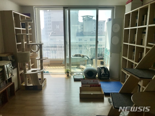 【서울=뉴시스】집안에 있는 고양이 모습. (사진=뉴시스 DB)