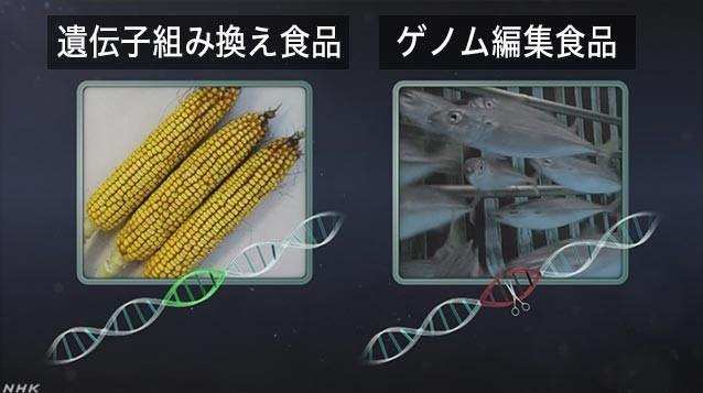 【서울=뉴시스】지놈편집기술을 설명한 NHK뉴스 화면 모습. 왼쪽이 새로운 유전자를 집어넣는 유전자변형식품(GMO), 오른쪽이 유전자를 절단해 특정 기능을 상실, 변형하도록 하는 지놈편집기술. 사진은 NHK홈페이지 갈무리. 2019.9.24