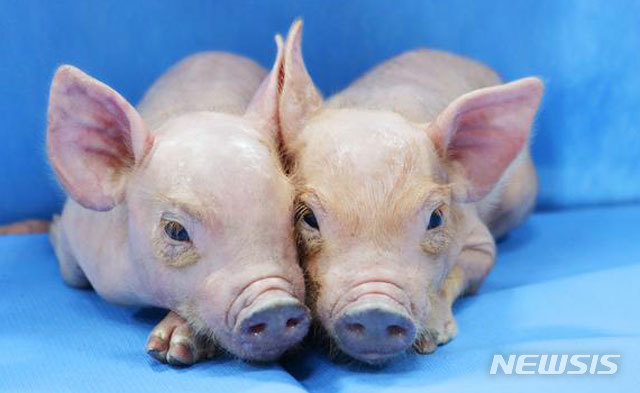 옵티팜, 형질전환 돼지각막 영장류 이식 최장 375일 생존