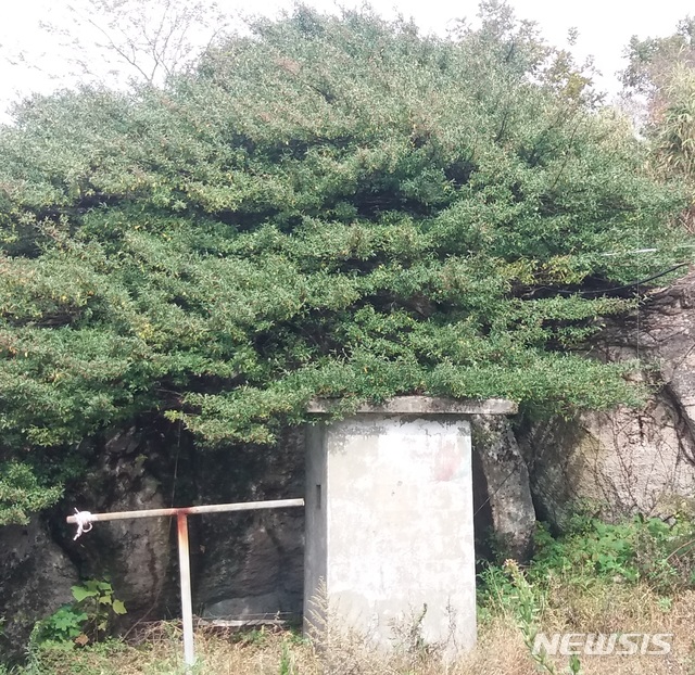 줄사철 나무, 경남 남해군 금산 정상부