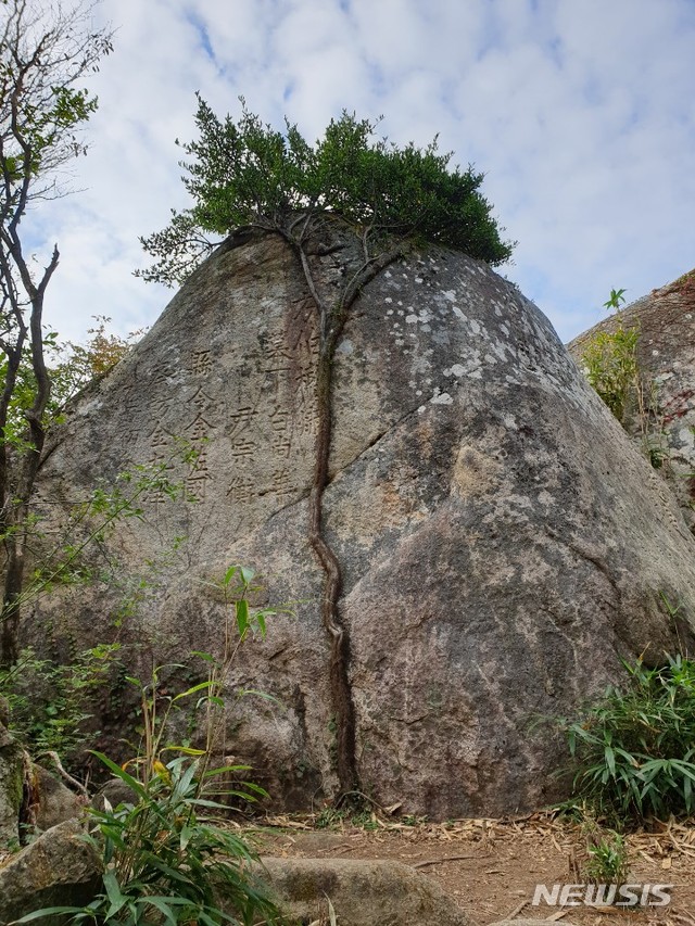 경남 남해군 금산 정상부 바위에 붙어 자생하고 있는 줄사철나무
