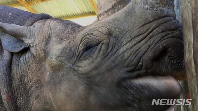 최장수 코뿔소로 여겨지는 파우스타의 생전 모습 <BBC 캡쳐> 