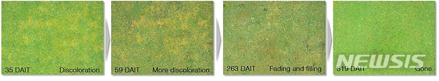 메티오졸린이 처리된 골프장의 모습. 잔디에는 피해를 주지 않고 잡초(새포아풀·노란색)만을 서서히 고사시키는 모습. 메티오졸린 처리 후 색상은 변하지만 잔디와 섞여 있다가 새포아풀만 사라지고 그 자리를 잔디가 채우게 된다.