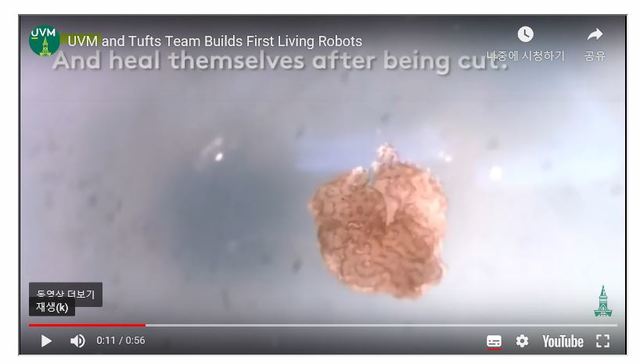 [서울=뉴시스] 미국 버몬트대학과 터프츠대학이 13일(현지시간) 유튜브에 공개한 세계최초 세포로봇 '제노봇' 관련 동영상. <사진출처:유튜브>2020.01.14