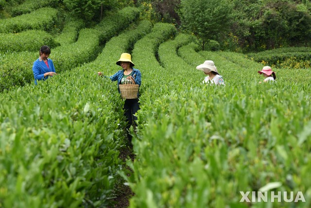 [강시안=신화/뉴시스] 1일 중국 간쑤성 룽난현에서 마을사람들이 차 잎을 따고 있다. 2020. 1. 19. 