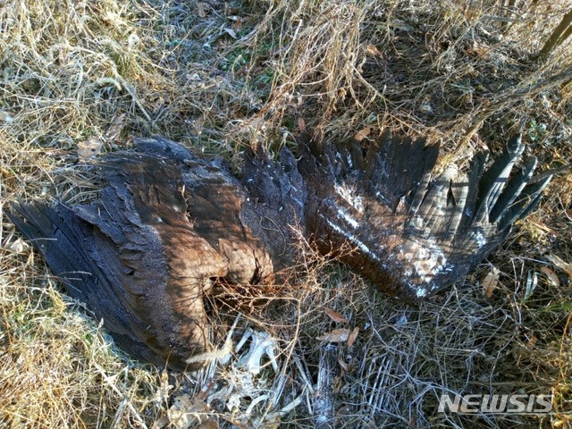 파주 민통선서 숨진 채 발견된 독수리.(사진=전선희 에코휴 DMZ 대표 제공)