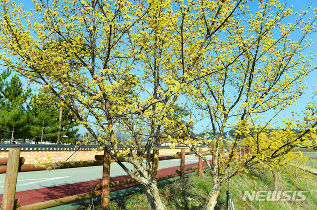 지난 봄 전남 장성 황룡강변에서 노란 꽃망울을 터트린 산수유 나무
