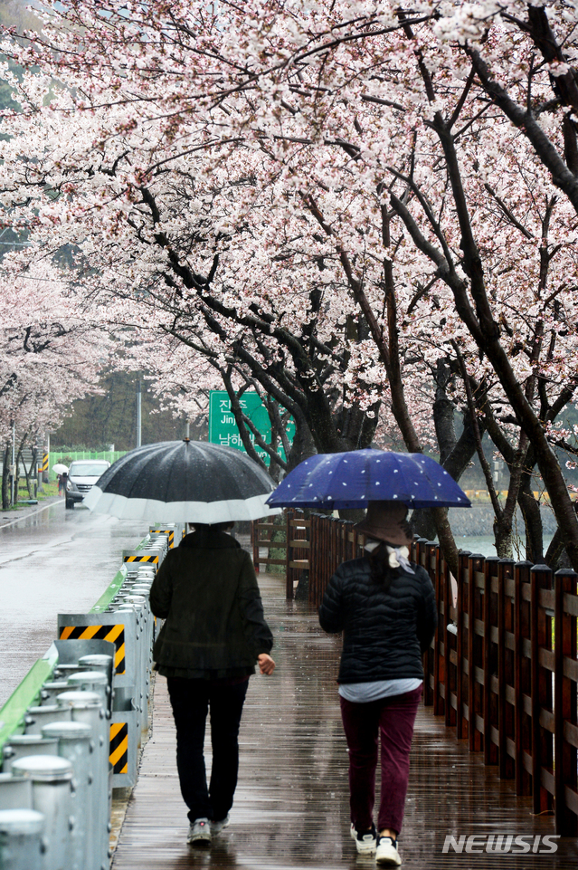 [남해=뉴시스]차용현 기자 = 봄비가 내리는 지난 26일 오전 경남 남해군 설천면 왕지 벚꽃길을 우산을 쓴 주민들이 걷고 있다. 2020.03.26. con@newsis.com