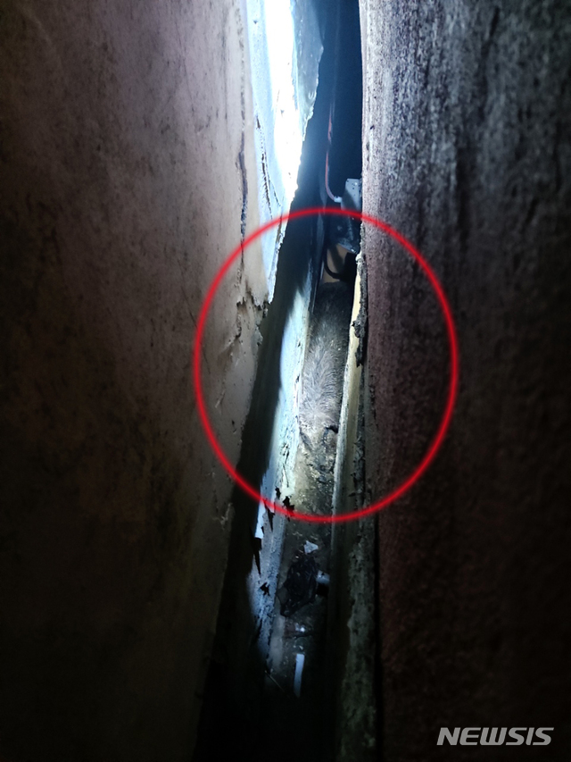 [부산=뉴시스] 부산 부산진구의 한 주택가 건물 틈에 끼여 죽은 채 발견된 멧돼지. (사진=부산경찰청 제공) 