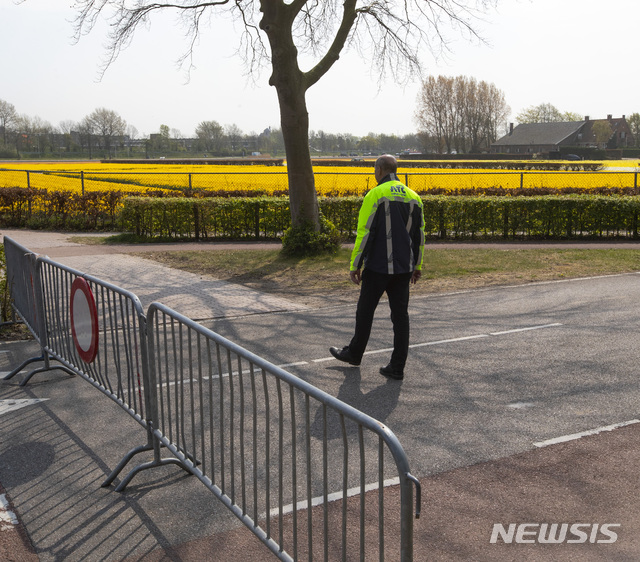 [리세=AP/뉴시스]네덜란드 리세에서 12일(현지시간) 코로나19로 도로통행이 차단된 가운데 인근에 노란색 튤립이 피어있다. 코로나19 사태로 인해 네덜란드에서 튤립 약 4억송이가 폐기됐다. 2020.04.13 