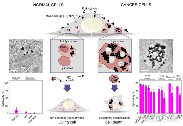 정상세포와 암세포에서 세포 내 섭취작용을 통해 흡수된 금속 나노입자의 거동 비교