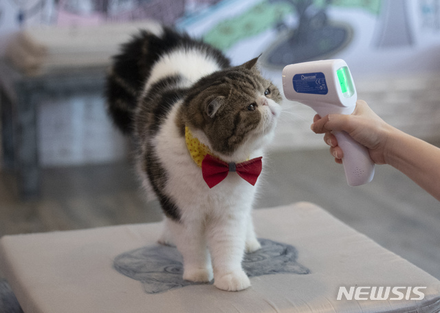 [방콕=AP/뉴시스]태국 방콕의 한 카페에서 고양이의 체온을 재고 있다. 아래 기사 내용과 무관. 2020.5.8.