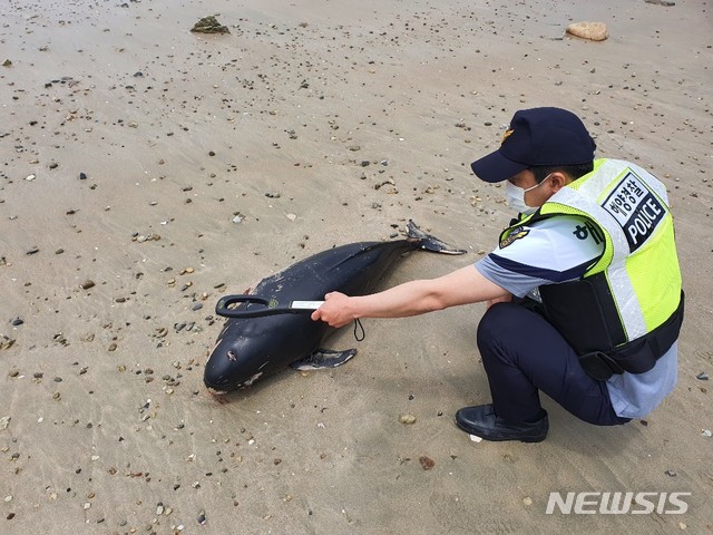 남해 송정솔바람 해변서 멸종위기 상괭이 사체 발견