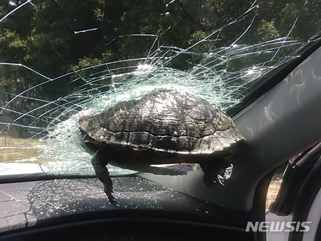 자동차 앞유리창에 날아든 거북이..미 조지아주 운전자 "경악" 