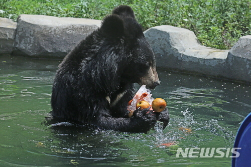 [서울=뉴시스] 서울대공원에 있는 곰이 얼음에 얼린 과일을 먹기 위해 얼음을 녹이고 있다. (사진=서울시 제공) 2020.07.06. photo@newsis.com 
