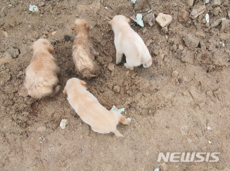[이천=뉴시스] 이천시 율면에서 수해로 땅힌 묻힌 강아지 4마리가 어미개의 모성으로 7~8일만에 극적으로 구출됐다. 사진은 구출된 강아지들. 
