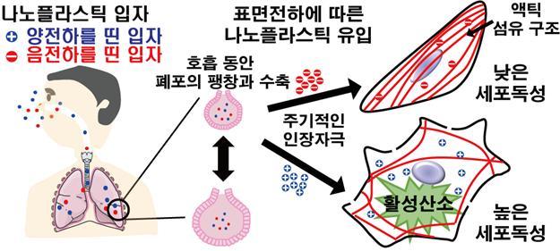 미세플라스틱의 표면전하에 의한 폐세포 독성유발 모식도. (모식도 제공 = 전남대학교)