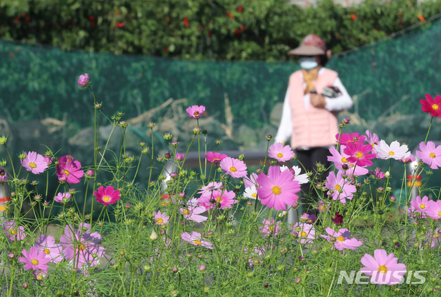 [제주=뉴시스]우장호 기자 = 제주시 오라2동 인근 거리에 코스모스가 활짝 펴 있다. (사진=뉴시스DB) woo1223@newsis.com