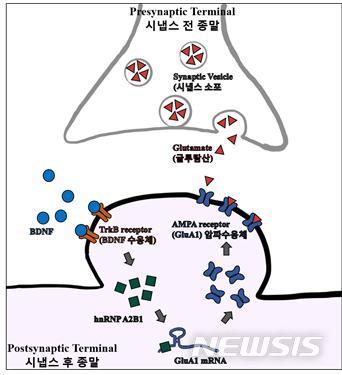 [포항=뉴시스] 강진구 기자 = 포스텍(총장 김무환)은 융합생명공학부 김경태 교수와 정영섭 박사가 공동연구를 통해 뇌 신경질환이 발생하는 메커니즘을 규명해 뇌 질환 치료의 실마리를 풀었다고 24일 밝혔다.사진은 관련 연구흐름도.(사진=포스텍 제공) 2020.11.24.  photo@newsis.com