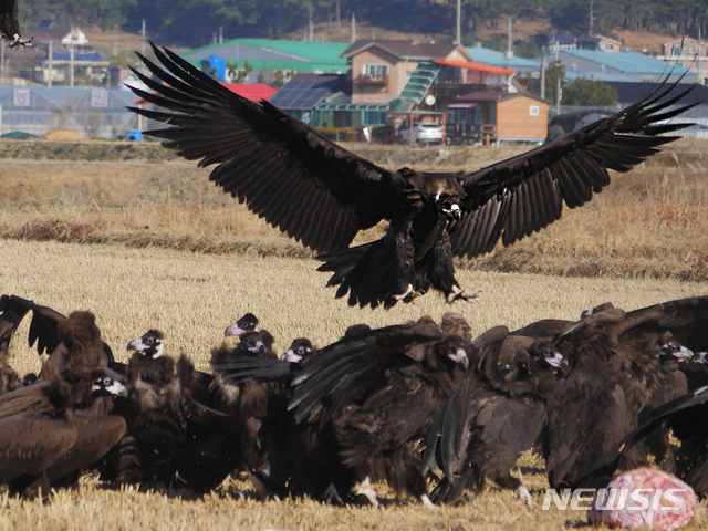 생태 녹색관광 ‘고성에서 몽골까지 날아라 고성 독수리’
