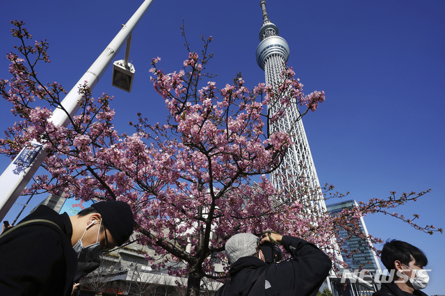 [도쿄=AP/뉴시스]지난 23일 일본 도쿄 스카이트리 인근에서 코로나19 확산 방지를 위해 마스크를 쓴 사람들이 꽃망울을 터트린 벚꽃을 보고 있다. 2021.02.27.
