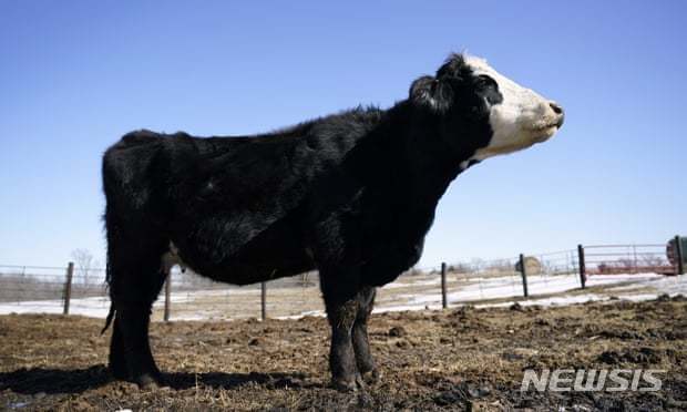 [AP/뉴시스] ﻿미국 내에서 고병원성 조류 인플루엔자(H5N1) 감염 젖소가 늘어나는 것으로 알려진 가운데, 미국 농무부(USDA)가 가공 소고기에 대한 조사에 들어갔다. 사진은 미국 한 농가의 젖소. 2024.4.30