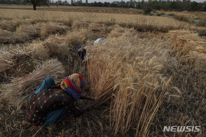 [우타르프라데시(인도)=AP/뉴시스]2021년 4월11일 인도 우타르프라데시주 손바드라 지구의 한 마을에서 농부들이 밀 작물을 수확하고 있다. 2022.02.10.photo@newsis.com