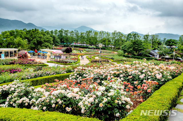 [곡성=뉴시스]=전남 곡성군 섬진강기차마을 장미공원. (사진=곡성군 제공). photo@newsis.com *재판매 및 DB 금지