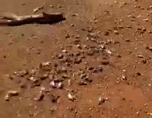 호주 뉴사우스웨일스 주의 한 농장 곡물창고에 연결된 호스에서 떨어져 바닥에 쌓인 쥐 떼의 모습. 영상출처: 트위터 *재판매 및 DB 금지