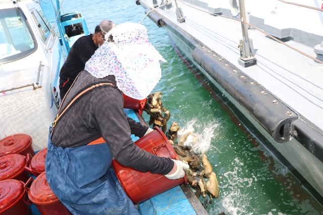 불법 포획된 해삼과 조개가 보령해경에 의해 바다로 방류되고 있다.(사진=보령해양경찰서 제공) *재판매 및 DB 금지