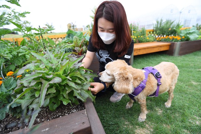 [서울=뉴시스]농촌진흥청 국립원예특작과학원 도시농업공원 모델 조성지에서 연구원이 강아지와 함께 '반려동물 동반 텃밭'을 산책하고 있다. (사진=농촌진흥청 제공) 2021.06.10. photo@newsis.com *재판매 및 DB 금지