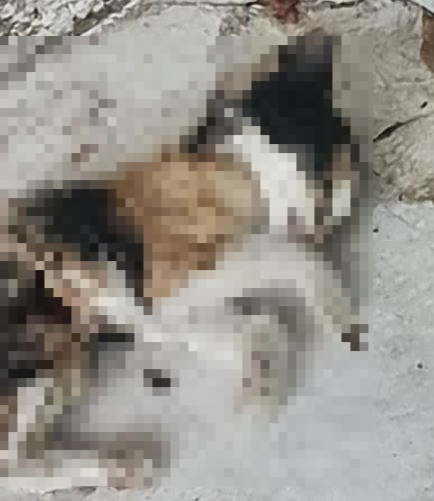 [서울=뉴시스] 동물권 단체 '케어'가 서울 올림픽공원에서 폐사한 채 발견된 고양이 사체를 찍은 사진. <'케어' 페이스북 캡처> 2021.09.17. photo@newsis.com *재판매 및 DB 금지