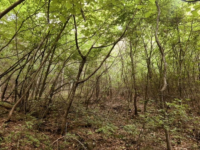 [함양=뉴시스] 지리산 자락 함양 마천 천종산삼 군락지. *재판매 및 DB 금지