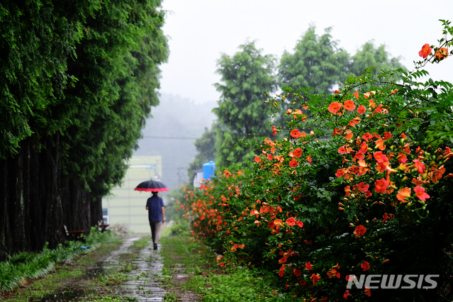 [남해=뉴시스]차용현 기자 = 장맛비가 내리고 있는 지난달 5일 오후 경남 남해군 이동면 인근에서 우산을 쓴 남성이 능소화가 핀 산책로를 걸어가고 있다. 2021.07.05. con@newsis.com
