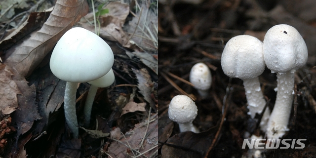 [세종=뉴시스] 독버섯인 독우산광대버섯(왼쪽)과 식용 가능한 흰주름버섯. (사진=농진청 제공)