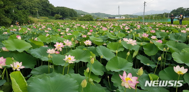 만개한 연꽃 단지 전경.