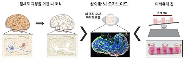 [대전=뉴시스] IBS 연구진이 개발한 ‘인간 미니 뇌 배양 플랫폼’ 모식도. *재판매 및 DB 금지