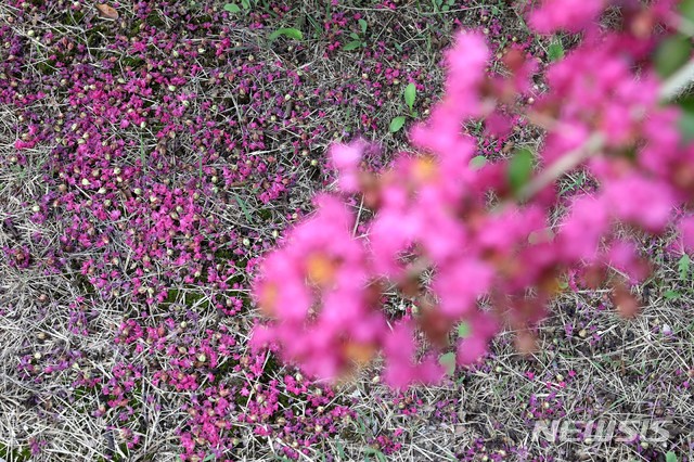 [안동=뉴시스] 박진희 기자 = 경북 안동시 풍산읍 체화정(棣華亭) 정원에 배롱나무 꽃잎이 떨어져 있다. 2021.08.14. pak7130@newsis.com