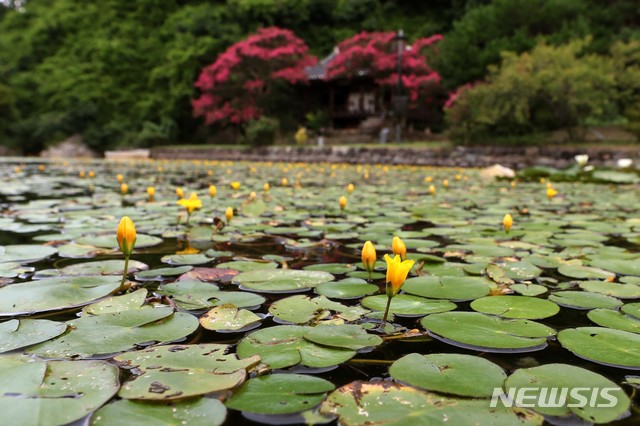 [안동=뉴시스] 박진희 기자 = 지난 10일 이른 아침 경북 안동시 풍산읍 체화정(棣華亭)연못에 노랑어리연꽃이 꽃망울을 떠뜨리고 있다. 붉은색 꽃은 배롱나무꽃. 2021.08.14. pak7130@newsis.com