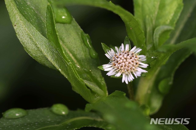 [안동=뉴시스] 박진희 기자 = 지난 10일 이른 아침 경북 안동시 풍산읍 체화정(棣華亭) 정원에 아침이슬을 맞은 한련초(旱蓮草)가 피어있다. 2021.08.14. pak7130@newsis.com