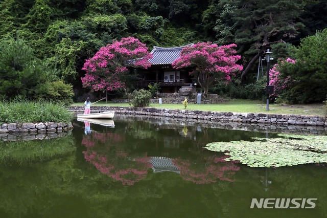 [안동=뉴시스] 박진희 기자 = 지난 10일 경북 안동시 풍산읍 체화정(棣華亭) 연못에 만개한 배롱나무 꽃이 투영되어 비치고 있다. 2021.08.14. pak7130@newsis.com